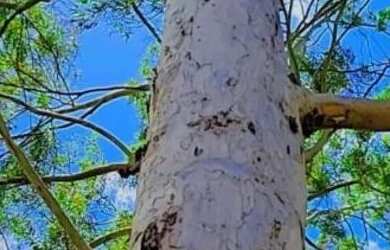 Imagem 12: Sítio entre 2.000m2 e 6.700m2, Domingos martins, Montanhas Capixabas,...