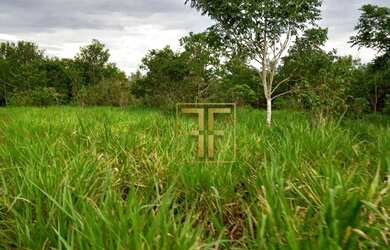 Imagem 3: Fazenda 254 Alqueires Mundo Novo, GO