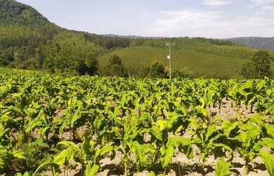 Imagem: A fazenda possui 40.000m² de Área e está localizado em Santa
