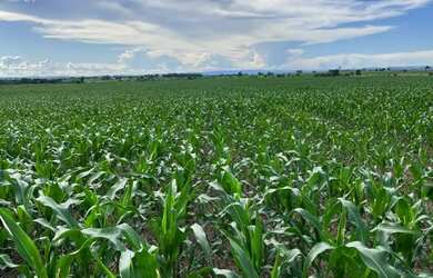 Imagem 4: Fazenda de arrendamento 1.200hec plantando em Aporé Goiás