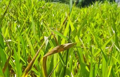 Imagem 9: Sitio 9 hectares e meia valor 295.000