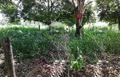 Imagem 10: Lote/Terreno para venda com 980M2 PLANO a 200 metros do asfalto