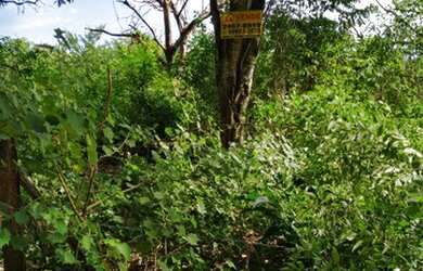 Imagem 6: Lote/Terreno para venda com 980M2 PLANO a 200 metros do asfalto