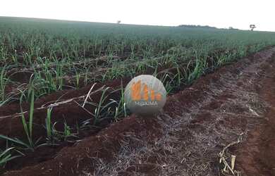 Imagem 11: Fazenda à venda, 644 alqueires por R$ 400.000.000 - Acreúna/GO