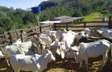 Imagem 6: A M Imoveis Vende ou Permuta fazenda em Cavalcante - Goiás