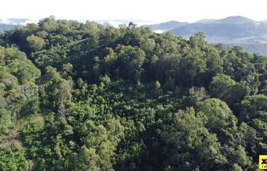 Imagem 7: Sítio / Chácara para Venda em Nova Petrópolis, Linha Olinda