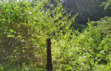 Imagem 2: Lote/Terreno para venda com 980M2 PLANO a 200 metros do asfalto