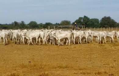 Imagem 6: FAZENDA DE LUXO CINEMATOGRÁFICA