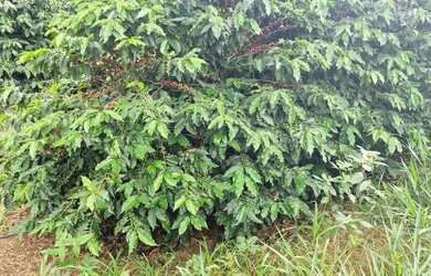 Imagem 16: Linda fazenda para venda em Três Corações - MG