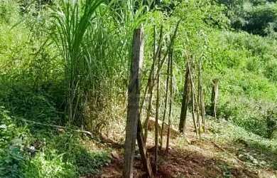 Imagem 8: Sítio bairro São Jacó, Nova Petrópolis.RS Ref. 159