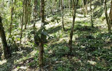 Imagem 4: Vendo Maravilhoso Terreno