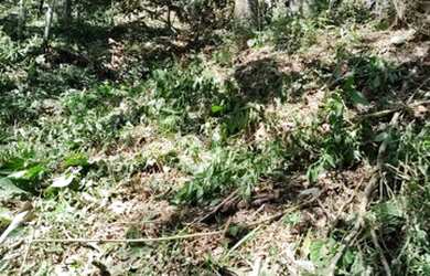 Imagem 5: Vendo Maravilhoso Terreno