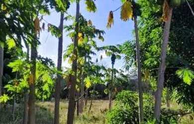 Imagem: A chácara possui 24.000m² de Área e está localizado em