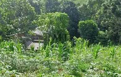 Imagem 12: Sítio bairro São Jacó, Nova Petrópolis.RS Ref. 159