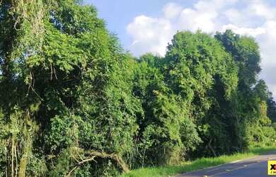 Imagem 7: Sítio / Chácara para Venda em Nova Petrópolis, Canto Ruckert