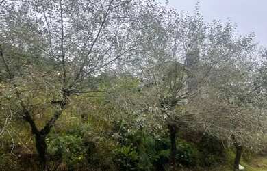 Imagem: O terreno possui 600m² de Área e está localizado em Gramado