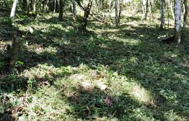 Imagem 13: Vendo Maravilhoso Terreno