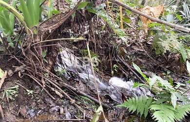 Imagem 9: Fazenda/Sítio/Chácara para venda tem 288000 metros quadrados