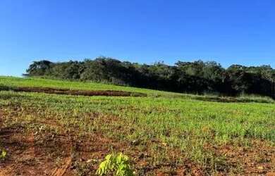 Imagem 3: Fazenda 203 Hectares Leopoldo De Bulhões GO