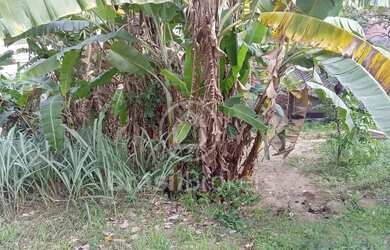 Imagem 14: Terreno Residencial - Freguesia (Jacarepaguá