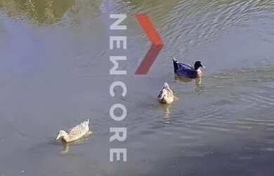 Imagem 11: Casa de condomínio em Estrada Bento Osvaldo Trisch - Pedancino - Caxias...