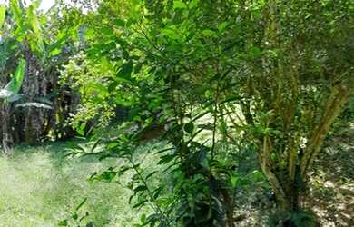 Imagem 2: Carmen Imóveis Vende Terreno Serra do Piloto