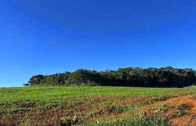 Imagem 5: Fazenda 203 Hectares Leopoldo De Bulhões GO