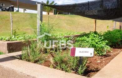 Imagem 9: Lote no Jardins França