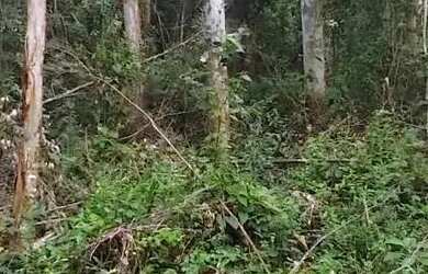 Imagem 8: Sítio / Chácara para Venda em Nova Petrópolis, Linha Imperial