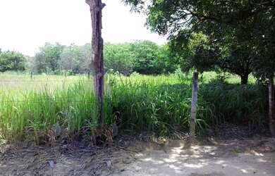 Imagem 11: Lote/Terreno para venda com 980M2 PLANO a 200 metros do asfalto