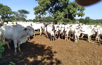 Imagem 2: Vendo Fazenda de 440 ha à 90 km Cuiabá - Rosário do Oeste MT(totalmene documenta e formada