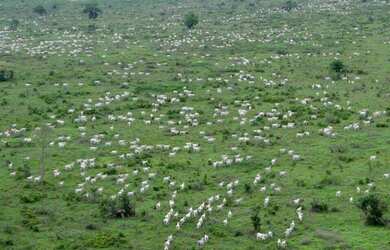 Imagem 2: FAZENDA DE LUXO CINEMATOGRÁFICA