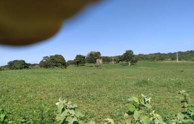 Imagem 3: Vendo Fazenda de 440 ha à 90 km Cuiabá - Rosário do Oeste MT(totalmene documenta e formada