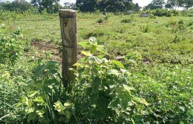 Imagem 7: Vendo Fazenda de 440 ha à 90 km Cuiabá - Rosário do Oeste MT(totalmene documenta e formada