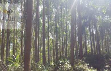 Imagem 5: Chácara com 3 dormitórios, 6000 m² - venda por R$ 6.000.000,00 ou aluguel...