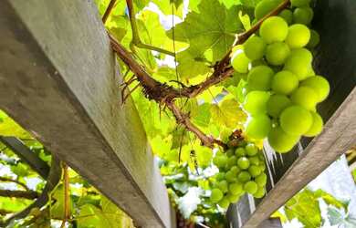 Imagem 11: Casa com linda área de Lazer em Matilde, Alfredo Chaves Natureza e Paz