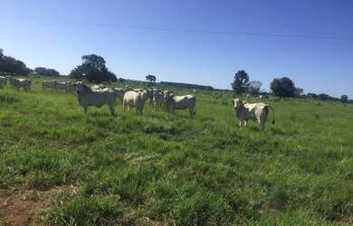 Imagem: A fazenda possui 275000-0m² de Área e está localizado em