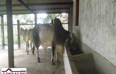 Imagem 5: SITIOMata de São João. 262m² de Área