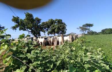 Imagem: Vendo Fazenda de 440 ha à 90 km Cuiabá - Rosário do Oeste