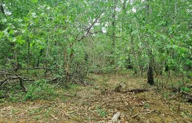 Imagem 10: Fazenda 2.750 hectares valor 8.250.000