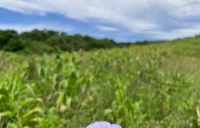 Imagem: Refúgio natural em Ibiúna área de 1.000 m² para construir