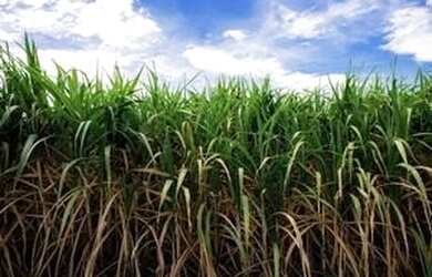 Imagem: A fazenda está localizado em Auriflama, SP à venda por R$19.075.000