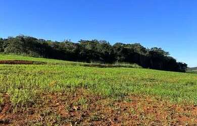 Imagem 4: Fazenda 203 Hectares Leopoldo De Bulhões GO