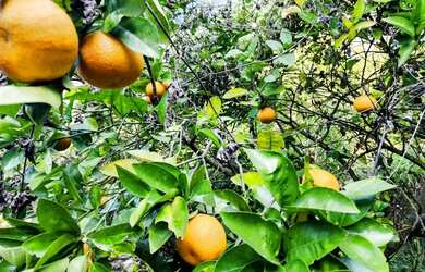 Imagem 12: Sítio / Chácara para Venda em Nova Petrópolis, Linha Riachuelo