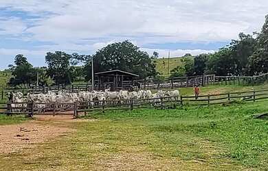 Imagem: A fazenda possui 75m² de Área e está localizado em Uruana