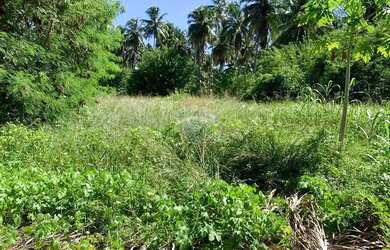 Imagem 5: Incrível terreno em Tatuamunha santuario do Peixe Boi