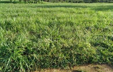 Imagem 8: Vendo Fazenda de 440 ha à 90 km Cuiabá - Rosário do Oeste MT(totalmene documenta e formada