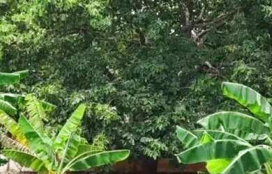 Imagem 8: Terreno à venda no bairro Residencial Recanto Do Ipês em Bela Vista...