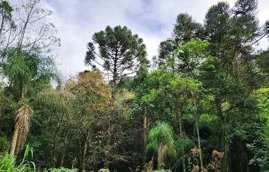 Imagem 6: Sítio / Chácara para Venda em Nova Petrópolis, São Jacó