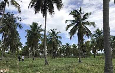 Imagem 4: 160 HECTARES EM CARNEIROS